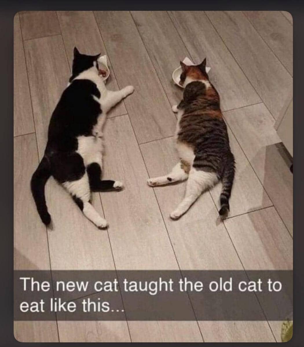 meme kucing pintar