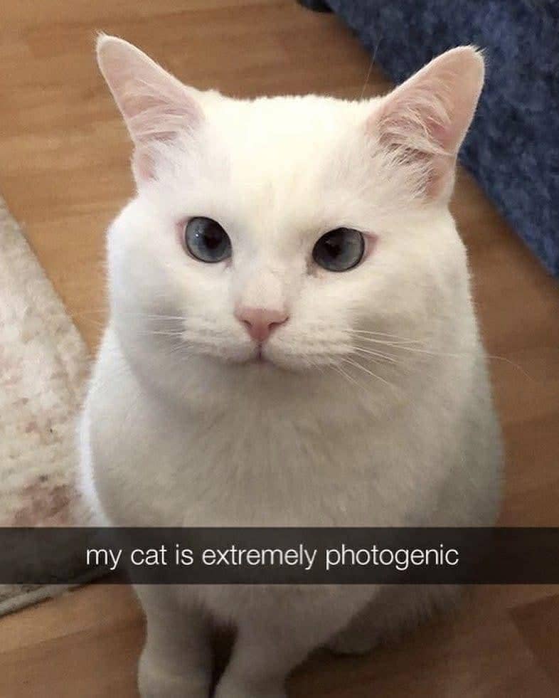 meme kucing bertalenta