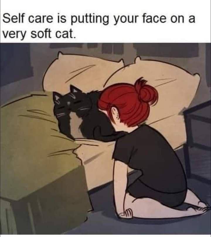meme kucing pintar