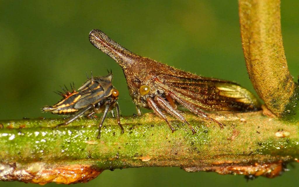 Thorn bug