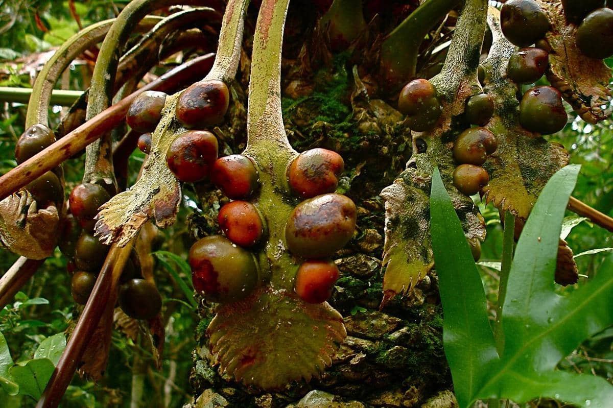 Cycas micronesica
