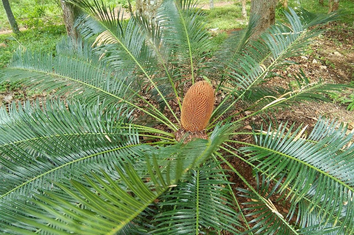 Cycas micronesica