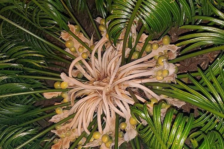 Cycas micronesica