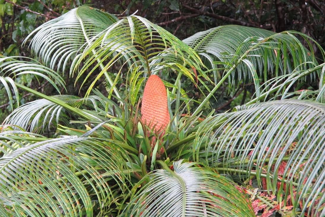 5 Fakta Menarik Cycas Micronesica, Palem Purba Endemik dari Guam