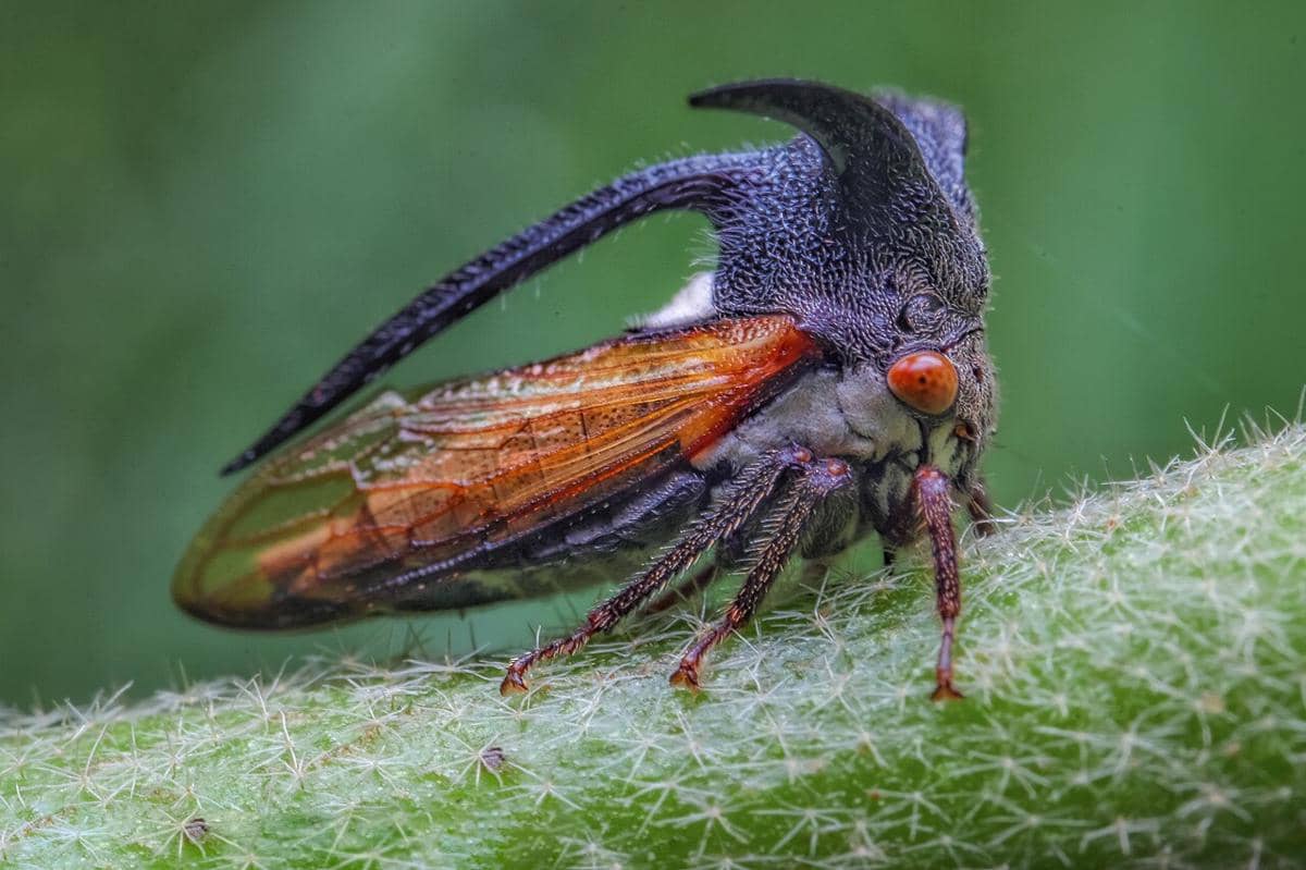 Thorn bug