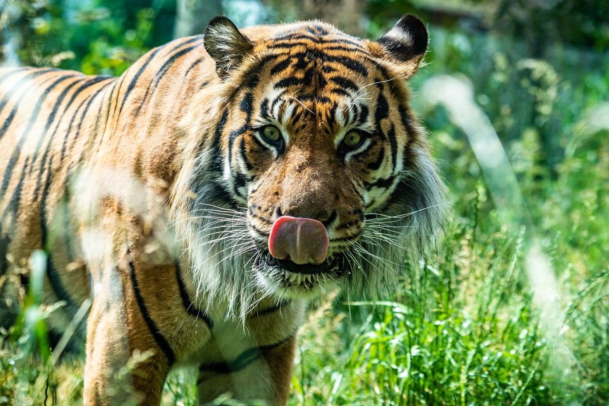 Harimau di London Zoo