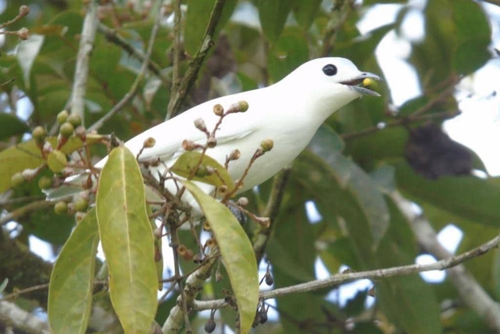 Burung Carpodectes nitidus