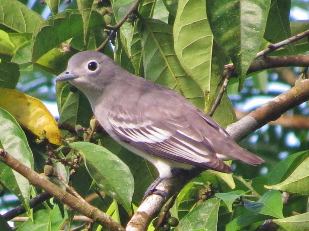 Burung Carpodectes nitidus