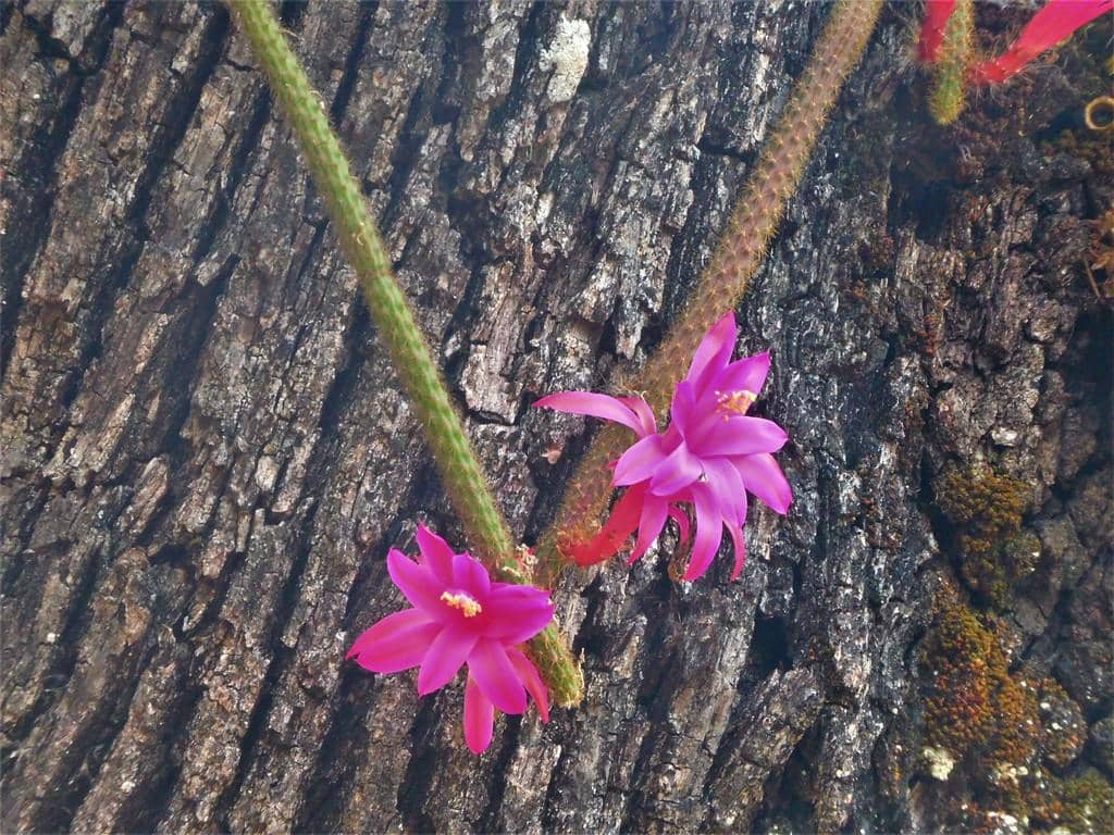 Kaktus Aporocactus flagelliform