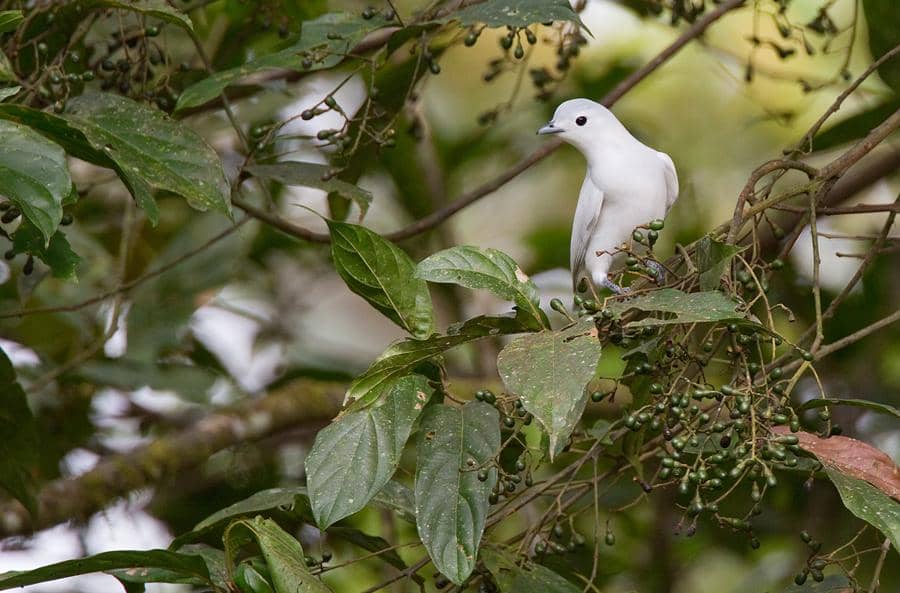 Burung Carpodectes nitidus