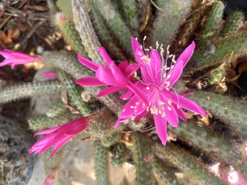 Kaktus Aporocactus flagelliformis