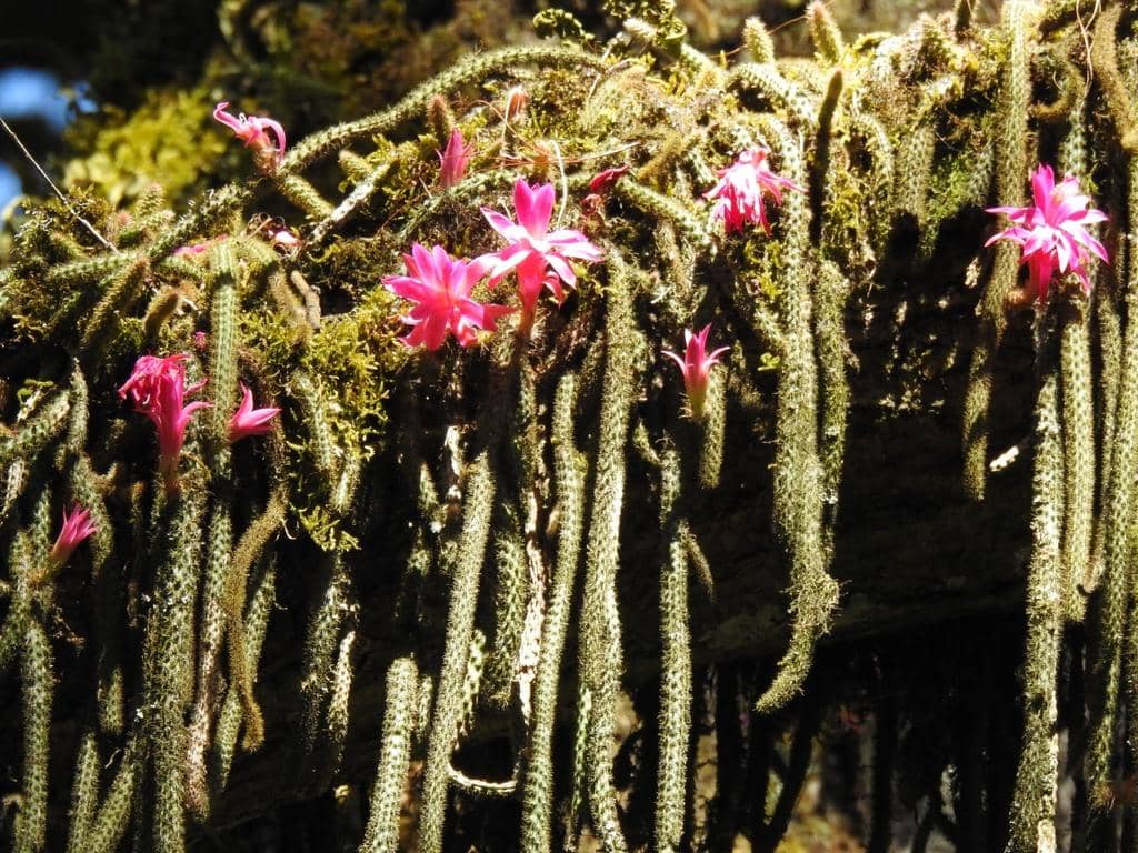 Kaktus Aporocactus flagelliformis