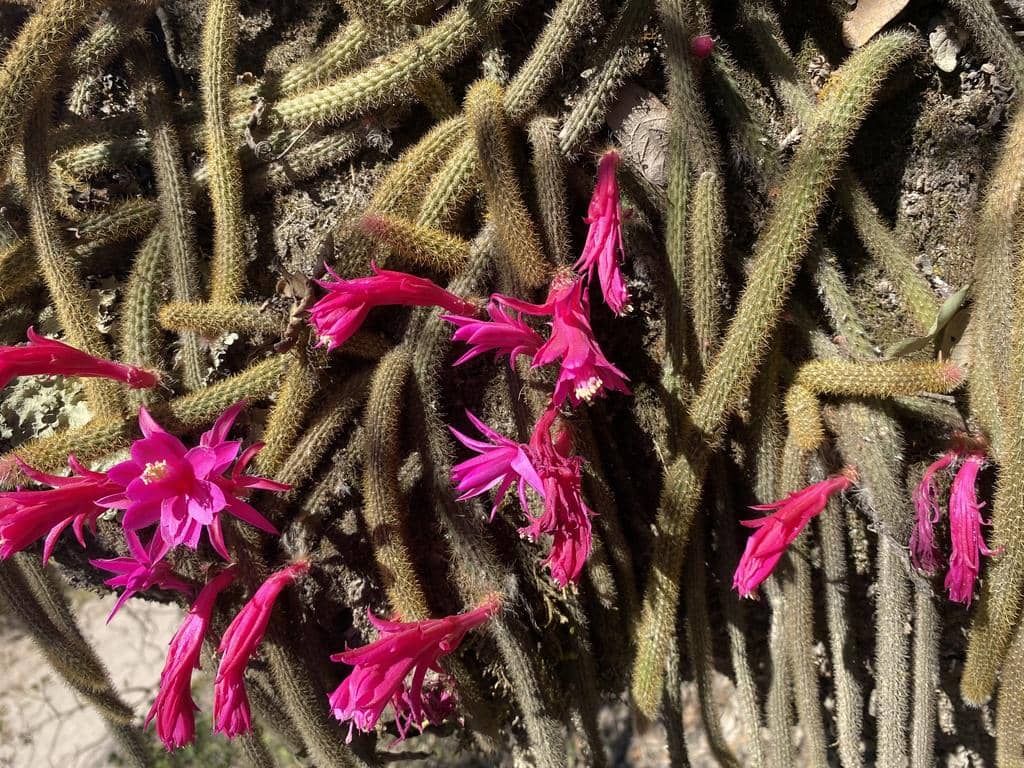 5 Fakta Rattail Cactus, Kaktus Ekor Tikus yang Berbunga Cantik