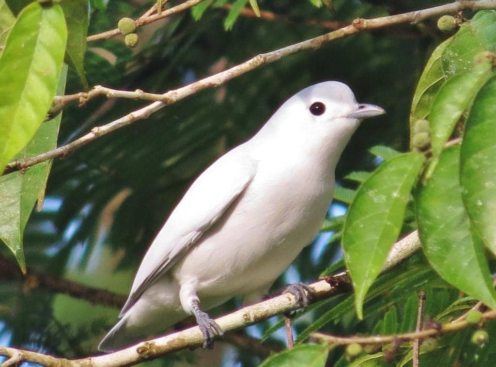 5 Fakta Menarik Snowy Cotinga, si Burung Putih Penghuni Tajuk Hutan
