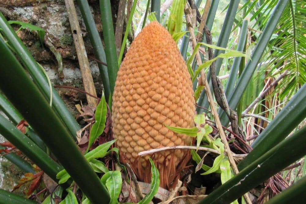 Cycas micronesica
