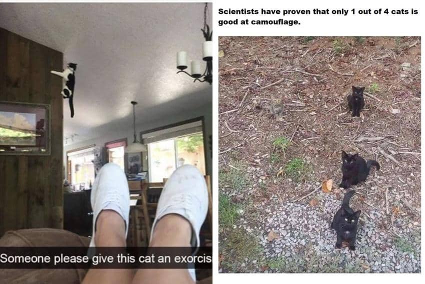 8 Meme Kucing Bertalenta, Bisa Manjat Kayak Spider-Man
