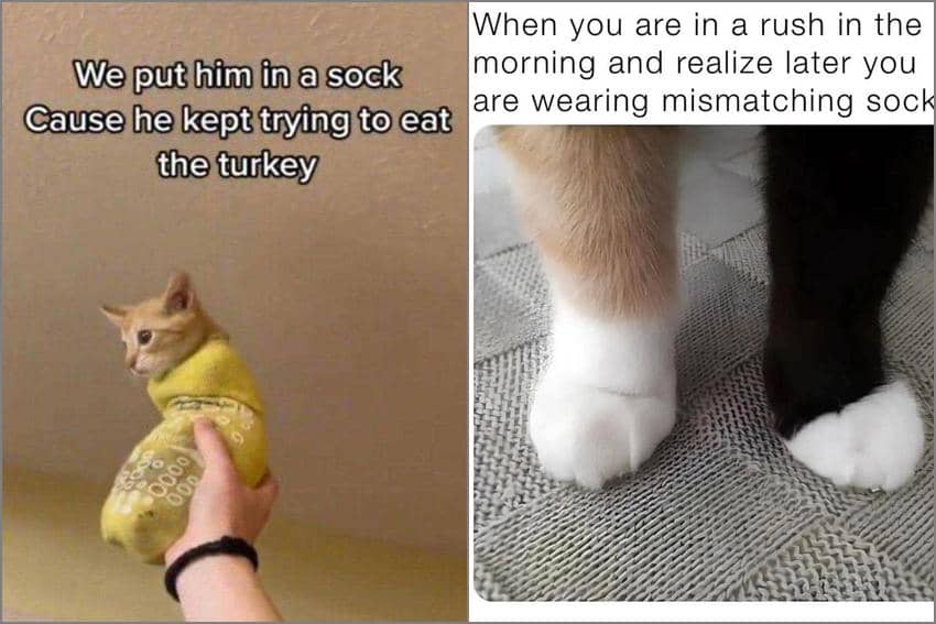 8 Meme Kucing tentang Kaus Kaki, Kembaran sama Babu