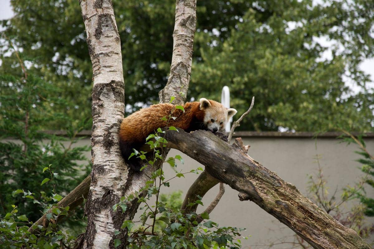Panda merah sedang beristirahat di Dublin Zoo