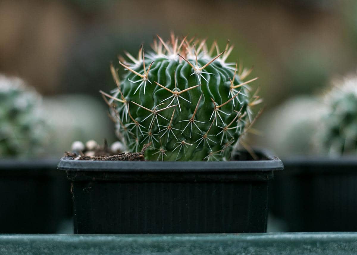 ilustrasi echinofossulocactus