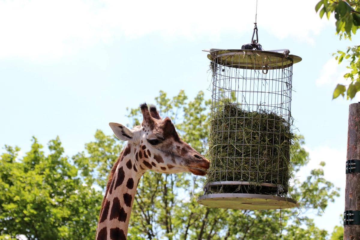 Jerapah di Tiergarten Schönbrunn