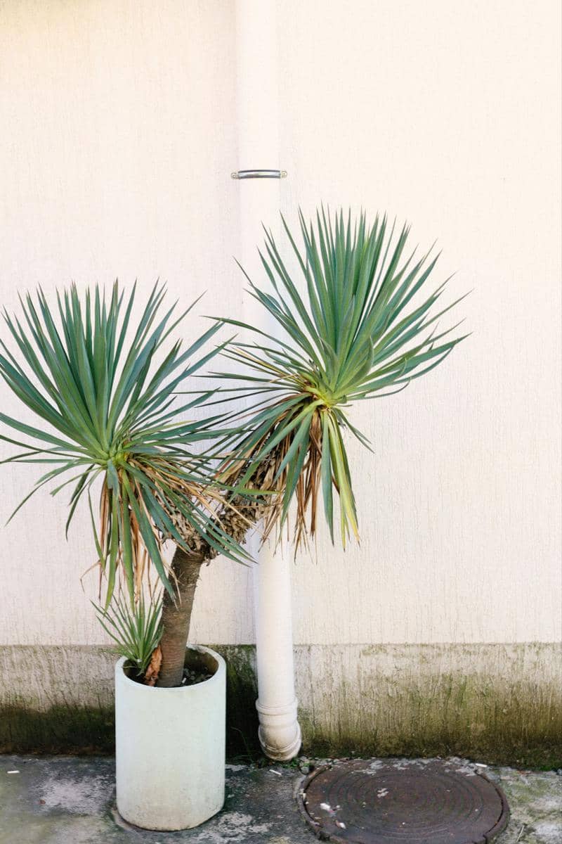ilustrasi yucca