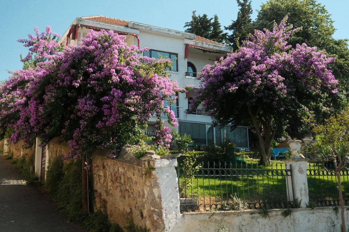 ilustrasi bougainvillea