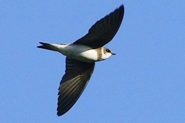 Bank Swallow