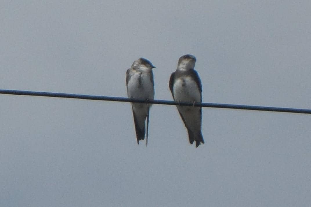Bank Swallow
