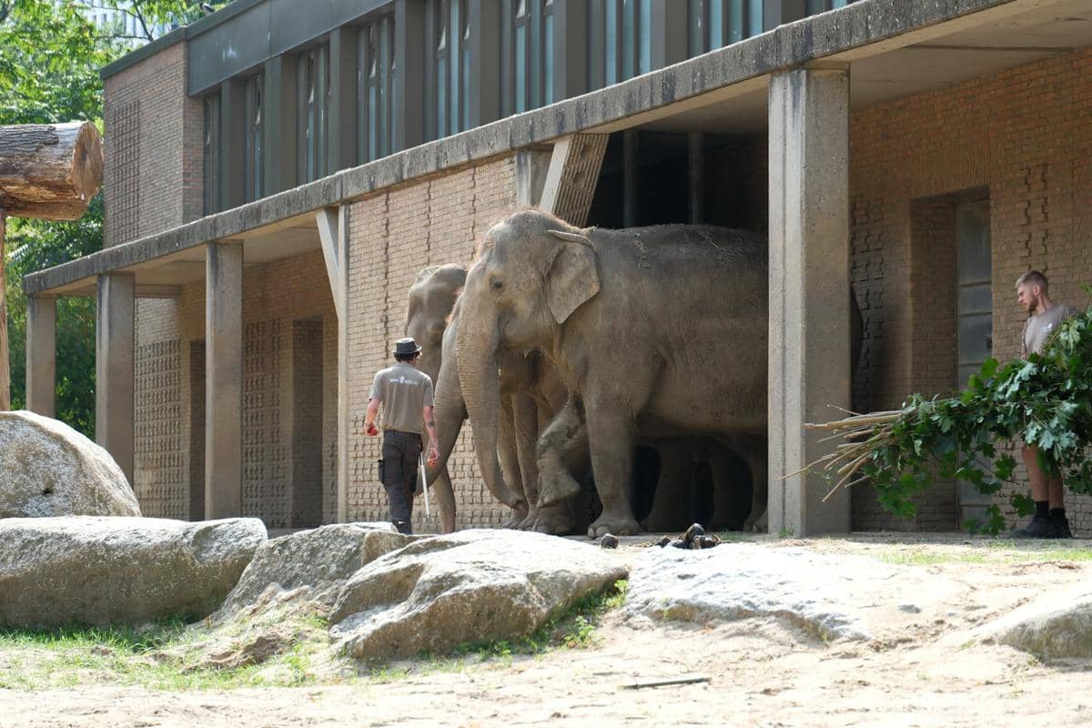 Sepasang gajah di Zoo Berlin