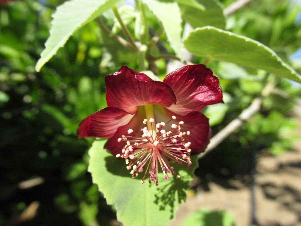 Abutilon menziesii