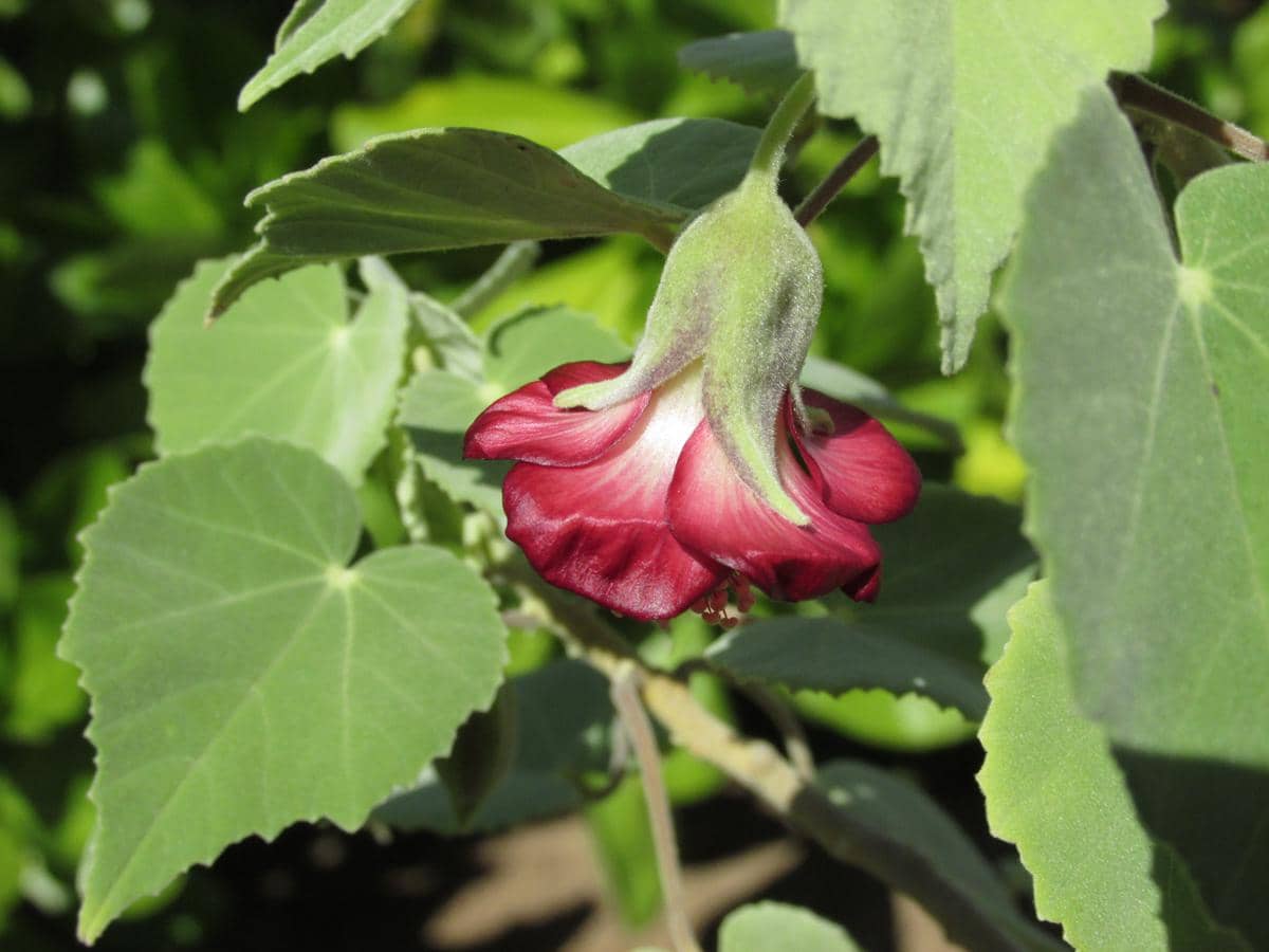 Abutilon menziesii