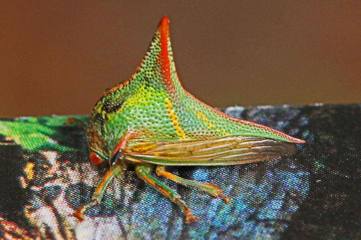 Thorn bug