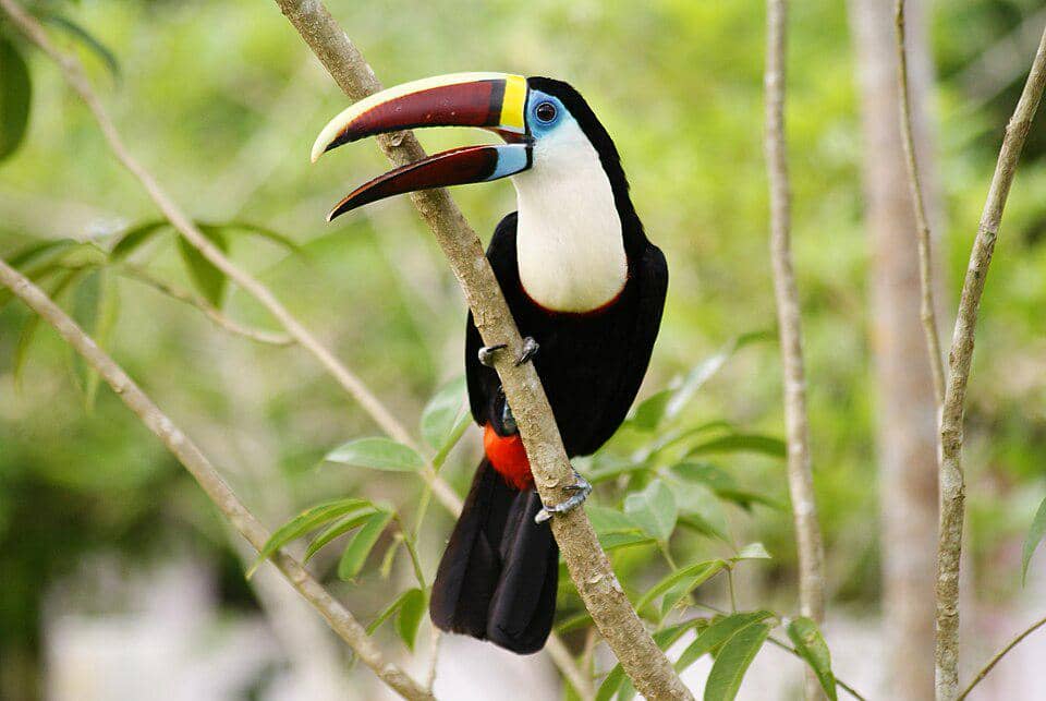 5 Fakta White Throated Toucan, Burung Berparuh Besar dari Amazon