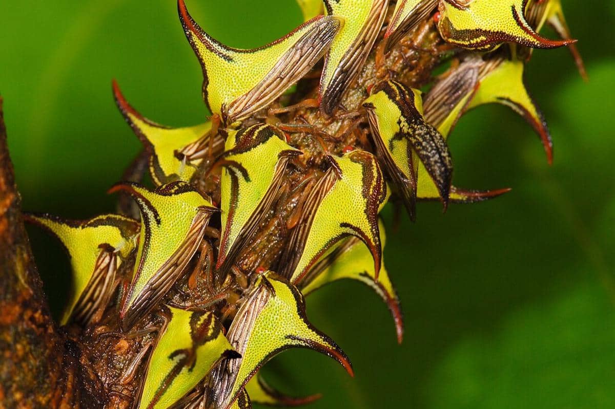 Thorn bug