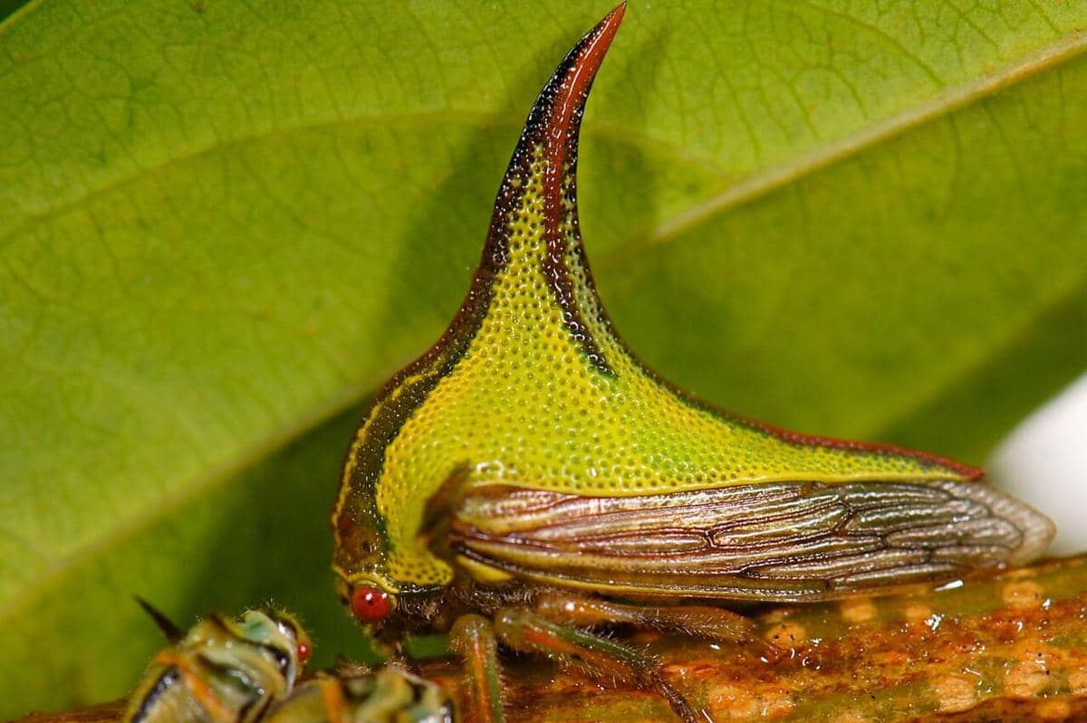 5 Fakta Menarik Thorn Bug, Serangga yang Menyamar Sempurna Jadi Duri