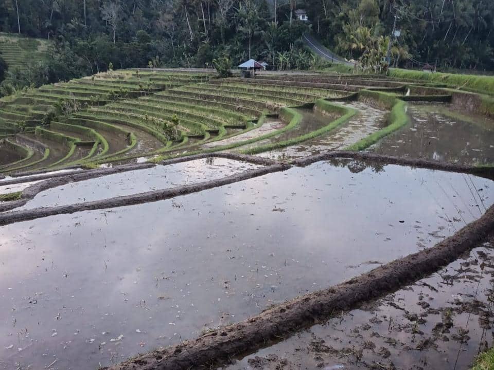 El Nino Hingga 2027, Petani di Tabanan Tetap Menanam Padi