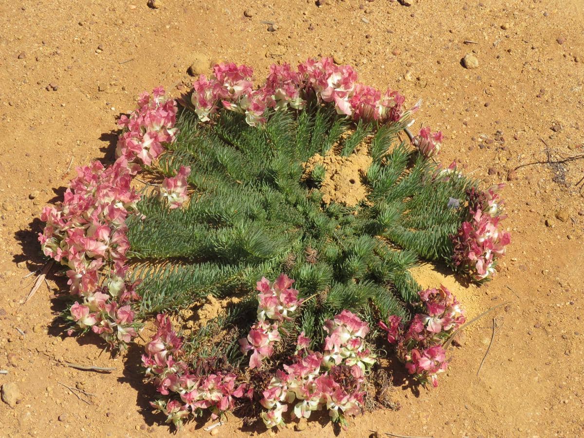 Tanaman Lechenaultia macrantha