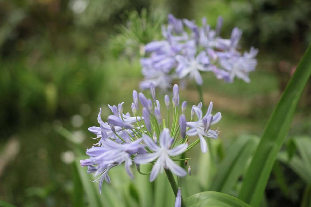 ilustrasi agapanthus