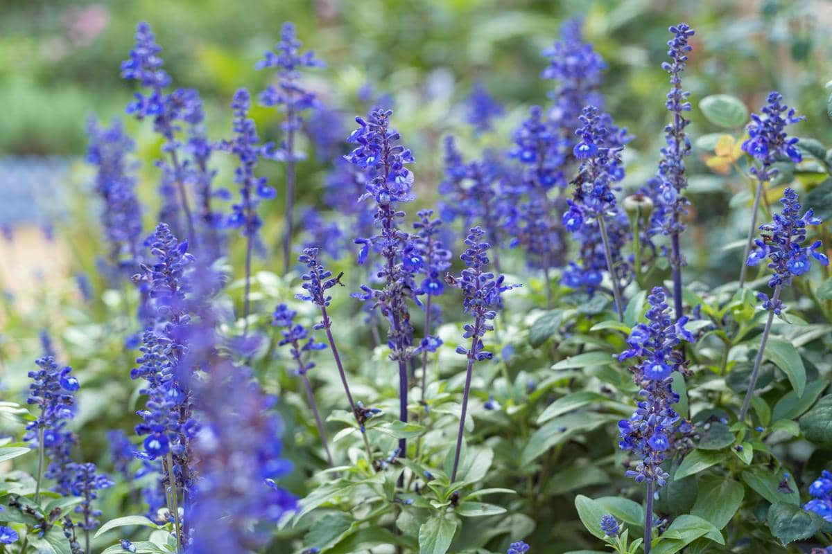 ilustrasi salvia