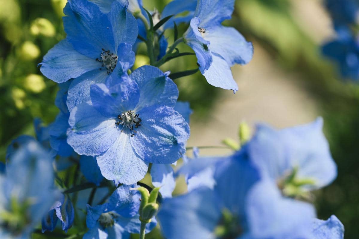 ilustrasi delphinium