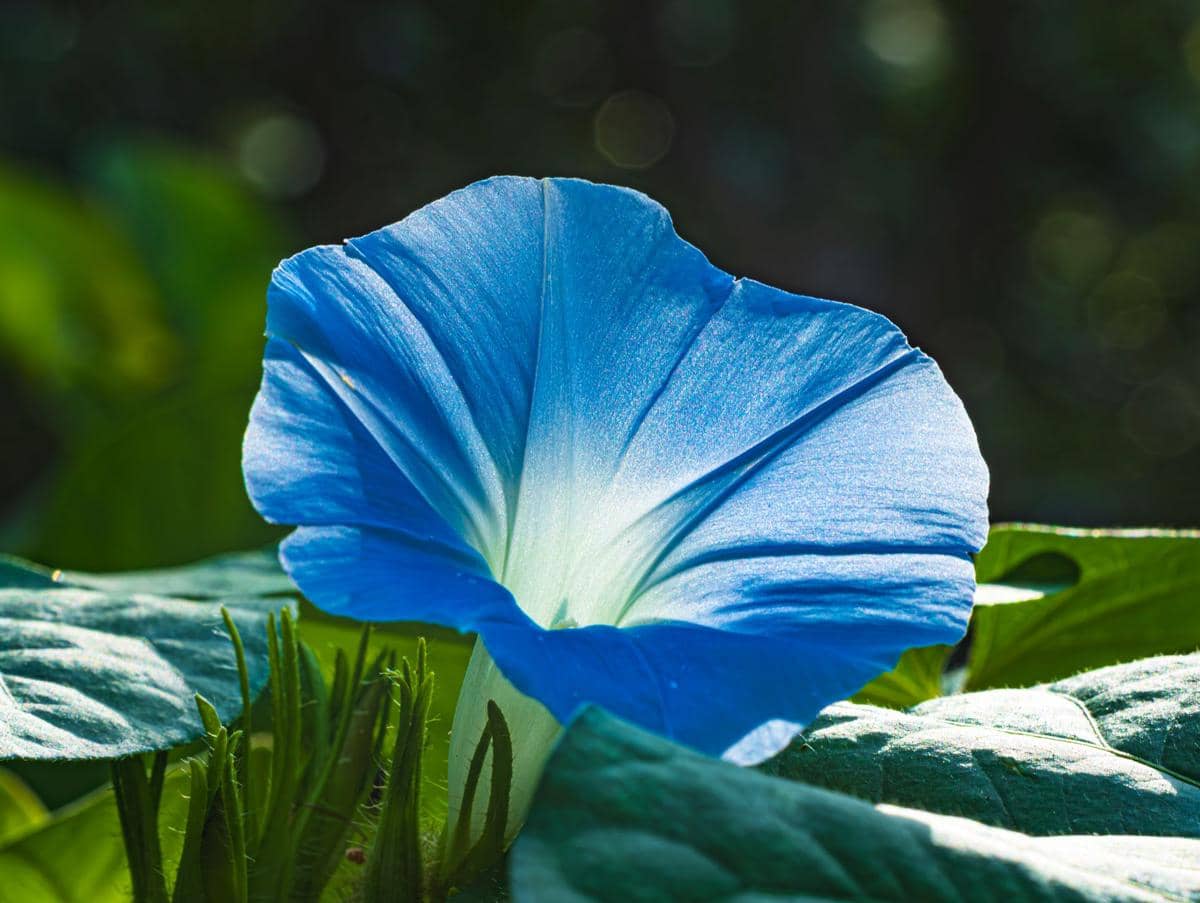 5 Tanaman Hias dengan Bunga Warna Biru Menawan