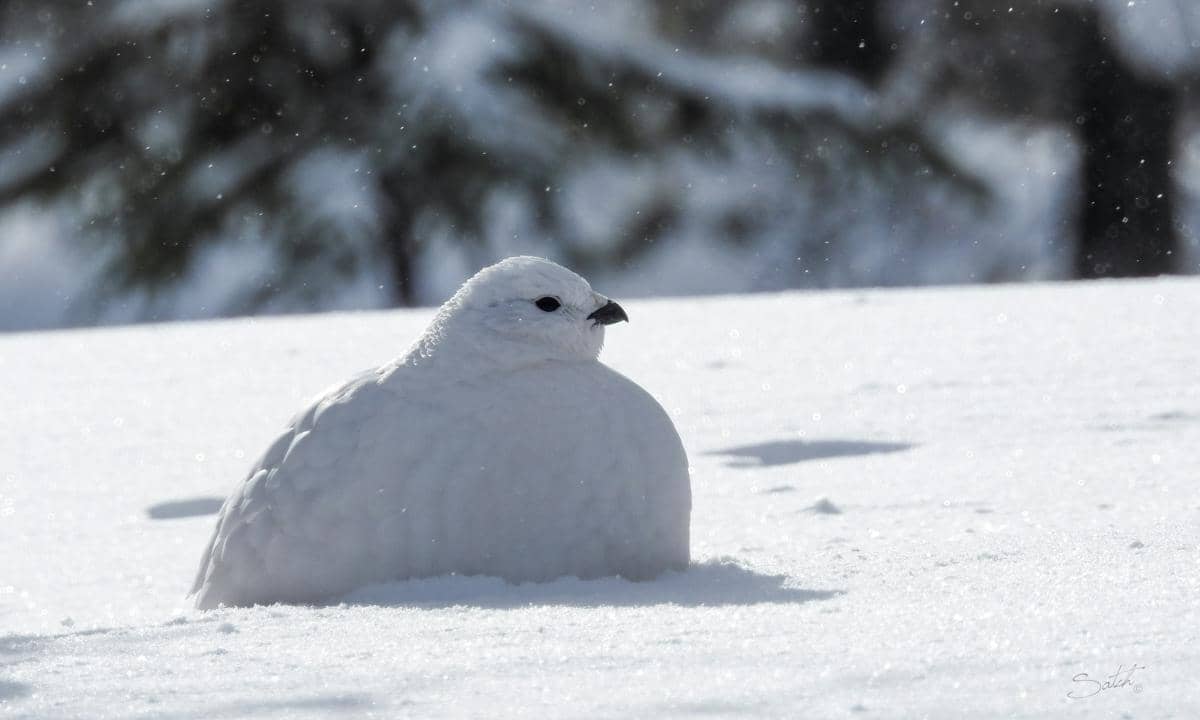 ilustrasi ptarmigan