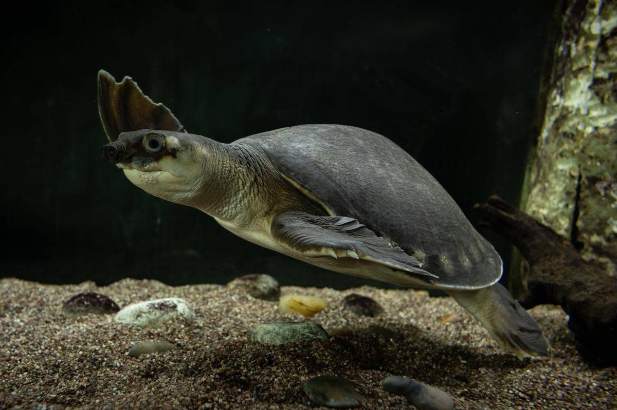 5 Fakta Pig Nosed Turtle, Kura-kura yang Mirip Penyu tetapi Berhidung Babi