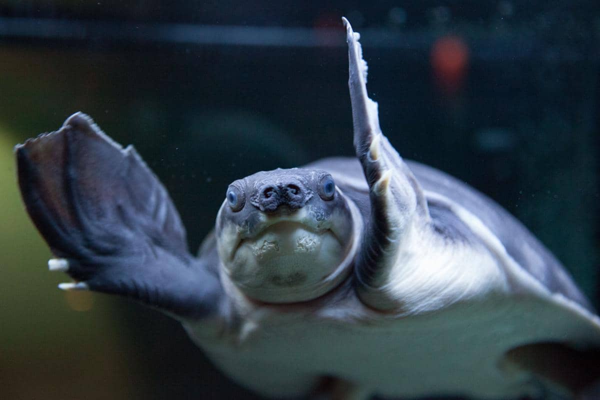 hidungnya yang menyerupai moncong babi menjadi ciri khas Pig-nosed turtle