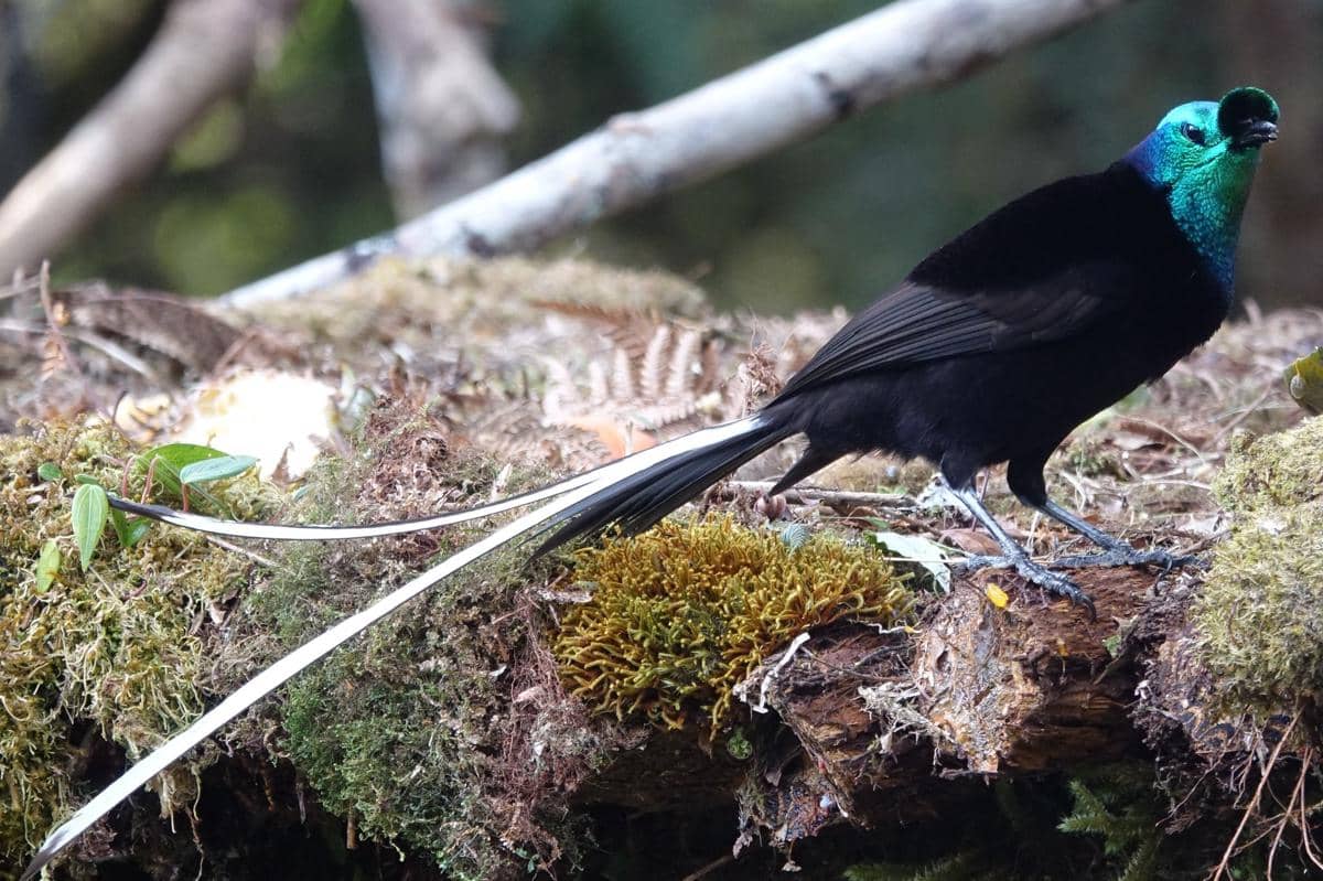 5 Fakta Ribbon Tailed Astrapia, Burung Ekor Panjang dari Papua Nugini