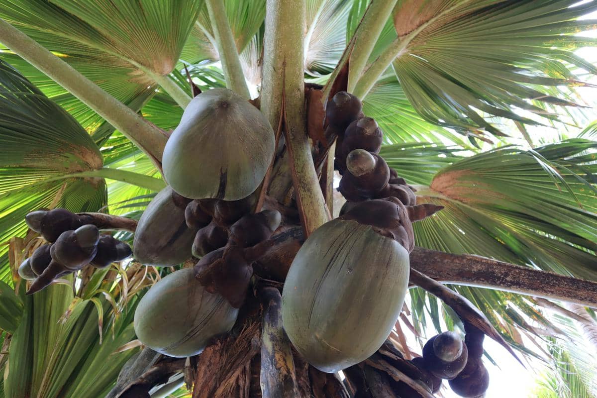 5 Fakta Coco de Mer, Buah Terberat di Dunia Dari Kepulauan Seychelles