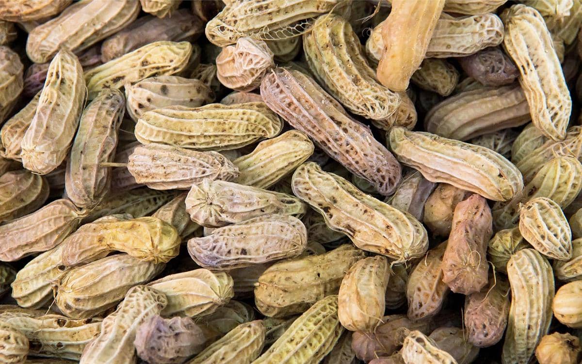 Potret kacang rebus