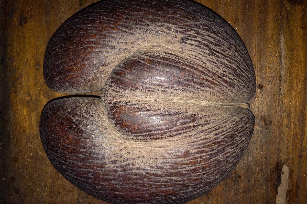 Coco de Mer