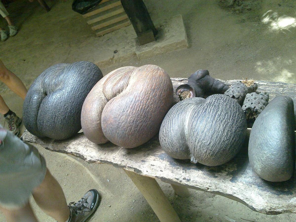 Coco de Mer