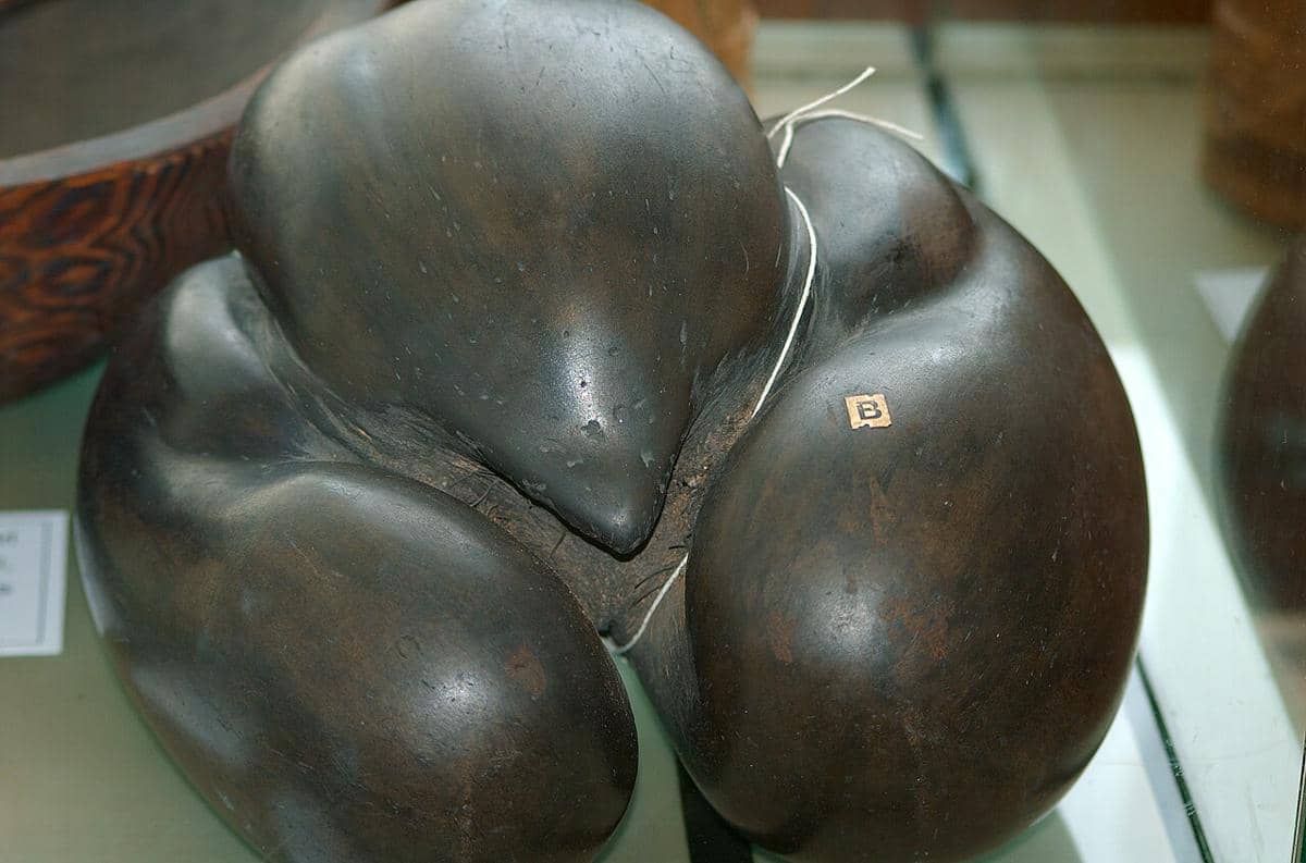 Coco de Mer
